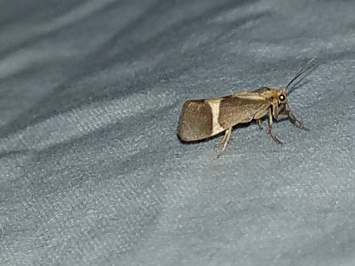 Tamaulipan Lichen Moth photo 3