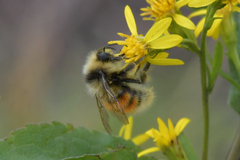 Bombus lapponicus