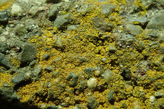 Flavoplaca flavocitrina