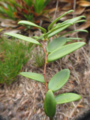 Alstroemeriaceae
