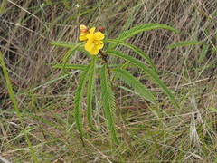 Chamaecrista comosa