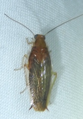 Chorisoneura texensis