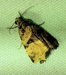 Cobubatha metaspilaris