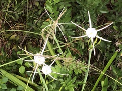 Hymenocallis palmeri