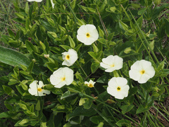 Thunbergia dregeana