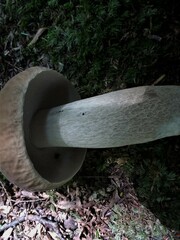 Boletus atkinsonii