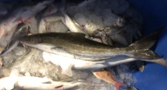 Rachycentron canadum