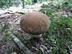 Boletus atkinsonii