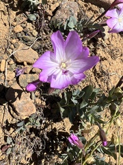 Epilobium siskiyouense