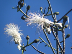 Pseudobombax grandiflorum