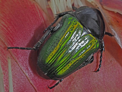Leucocelis haemorrhoidalis