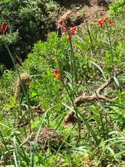 Phycella cyrtanthoides