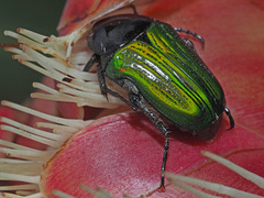 Leucocelis haemorrhoidalis