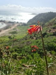 Phycella cyrtanthoides