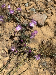 Epilobium siskiyouense