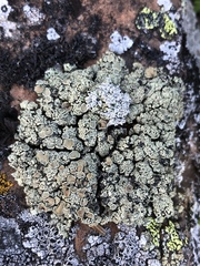 Rhizoplaca opiniconensis