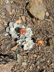 Eriogonum alpinum