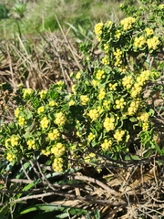 Baccharis vernalis