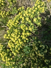 Baccharis vernalis
