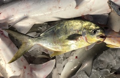 Trachinotus carolinus
