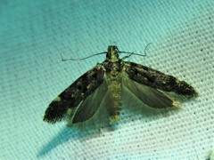 Chionodes bicostomaculella