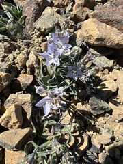 Campanula scabrella