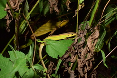 Takydromus septentrionalis