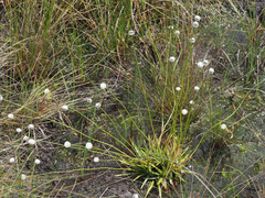 Eriocaulon dregei