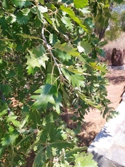 Quercus ithaburensis