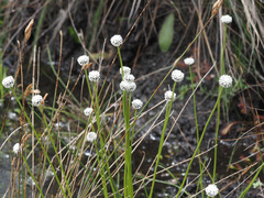 Eriocaulon dregei