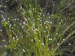 Eriocaulon dregei