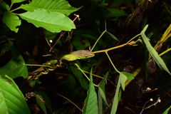 Takydromus septentrionalis