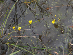 Utricularia prehensilis