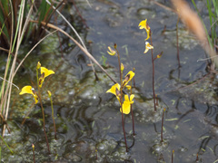 Utricularia prehensilis