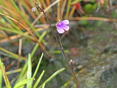 Genlisea hispidula