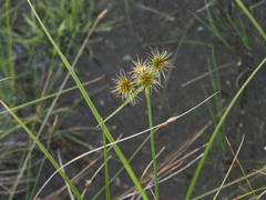 Rhynchospora holoschoenoides