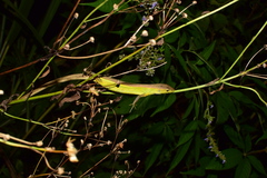 Takydromus septentrionalis