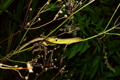 Takydromus septentrionalis