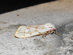 Rhodogastria similis