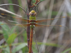 Anax speratus