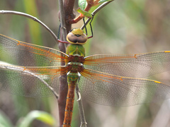 Anax speratus