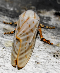 Rhodogastria similis