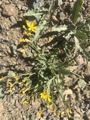 Crepis pleurocarpa