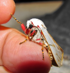 Rhodogastria similis