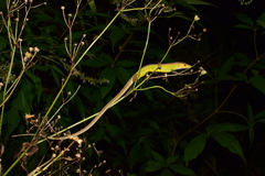 Takydromus septentrionalis