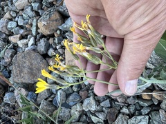Crepis pleurocarpa