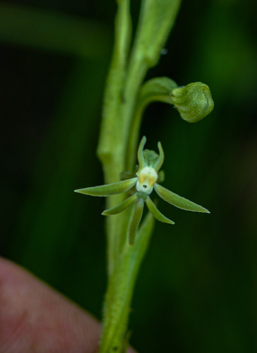 Habenaria macrostele image