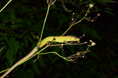 Takydromus septentrionalis