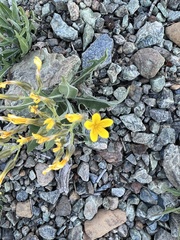 Crepis pleurocarpa