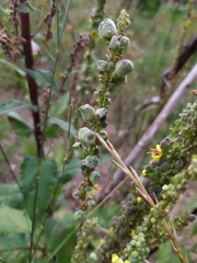 Asphondylia verbasci